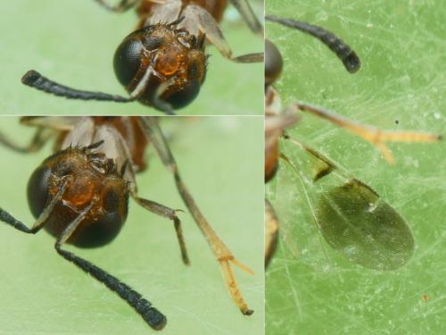 Encyrtus aurantii